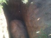 Cavalo morreu ao cair em vala 