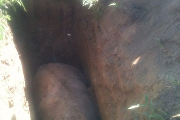 Cavalo morreu ao cair em vala