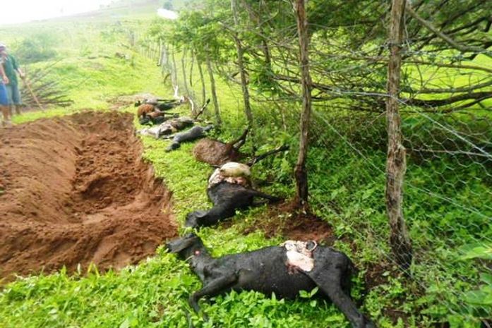 Suposto Chupa Cabras aterroriza interior de Alagoas.