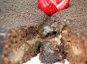 Bolo de chocolate vai ao forno com recheio e leva cobertura; confira