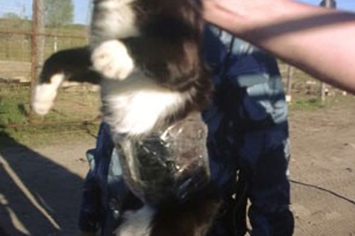 Polícia prende gato que levava celulares para prisão na Rússia