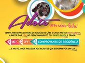  Feira promove a adoção de cães e gatos