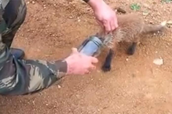 Homem salva raposa com cabeça presa em pote na Rússia