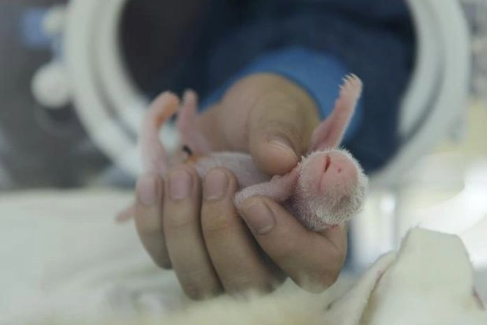 A panda-gigante Hai Zi deu à os primeiros gêmeos da espécie nascidos neste ano em todo o mundo
