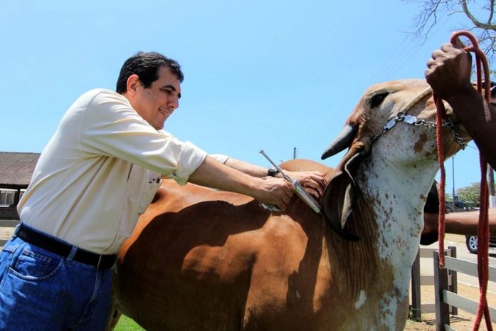 Campanha de vacinação contra aftosa começa dia 1º de julho