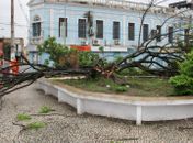Árvore não resiste a chuva da madrugada e cai; parte de pista é bloqueada por galhos