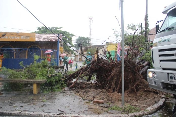 Enorme árvore caiu perto do Senac, no bairro do Poço