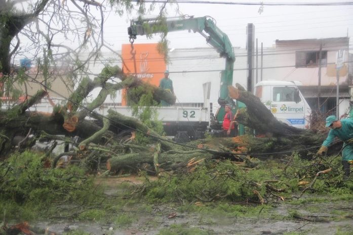 Enorme árvore caiu perto do Senac, no bairro do Poço