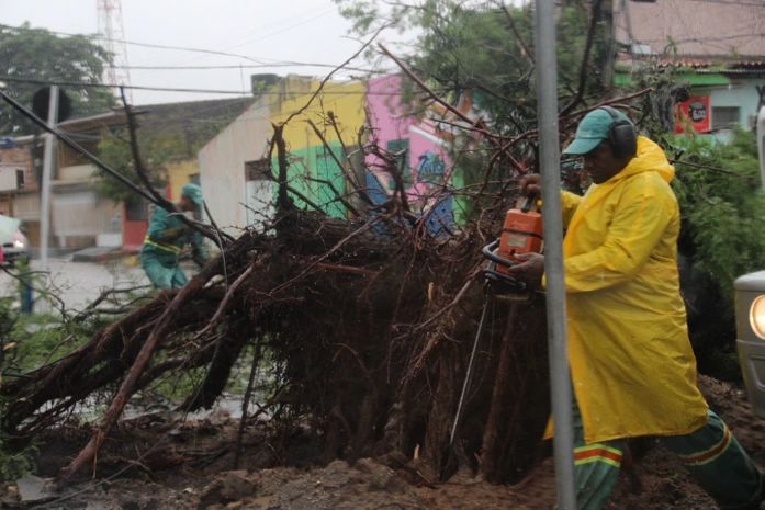 Equipes da prefeitura fazem a retirada da árvore