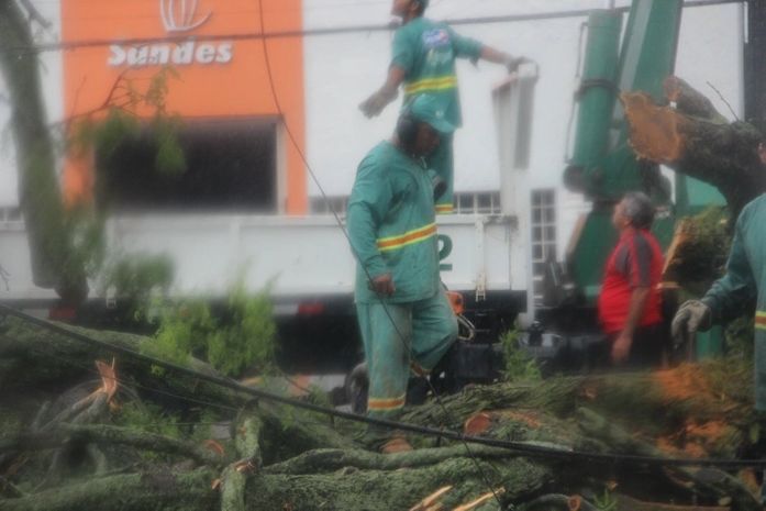Equipes da prefeitura fazem a retirada da árvore