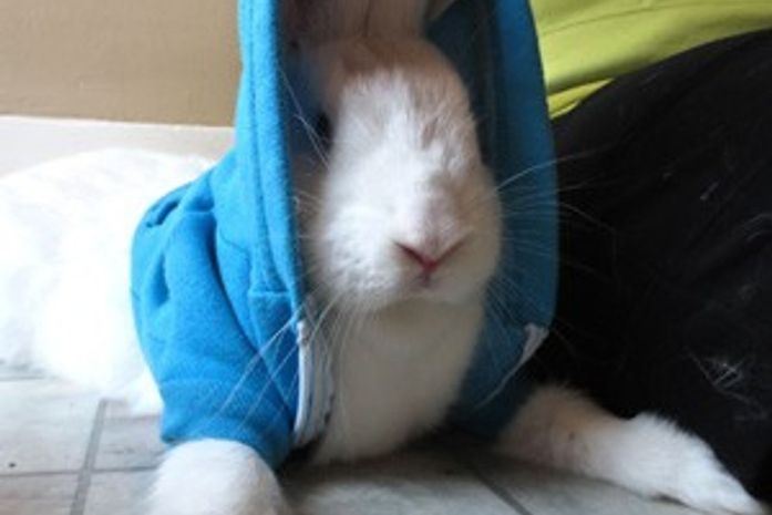 Polícia procura coelha gigante raptada de casa nos EUA