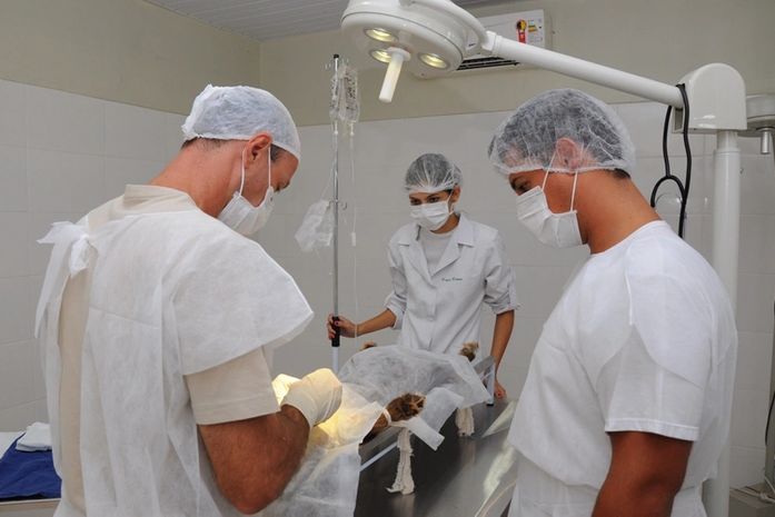 NEAFA e clínica veterinária vão realizar castrações em animais de Paripueira