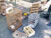 Pássaros apreendidos