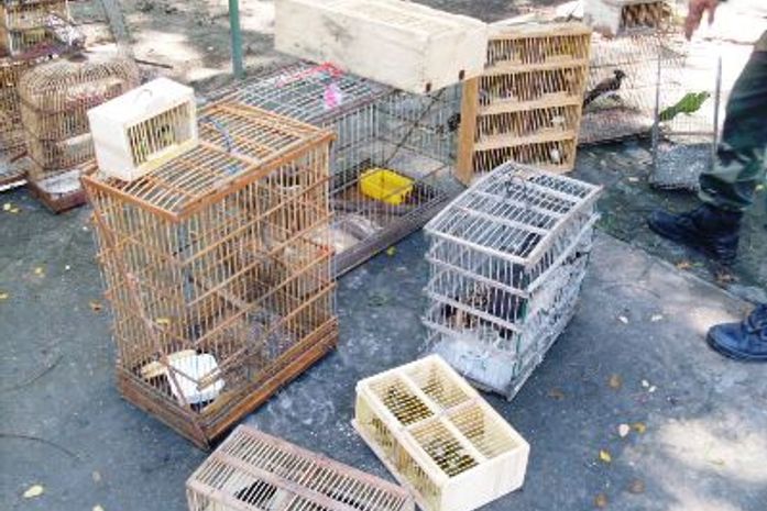 Pássaros apreendidos