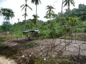 Famílias ligadas a Movimento Popular desmatam área de preservação 