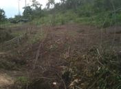 Crime ambiental: Mata Atlântica destruída em APA do Catolé-Fernão Velho