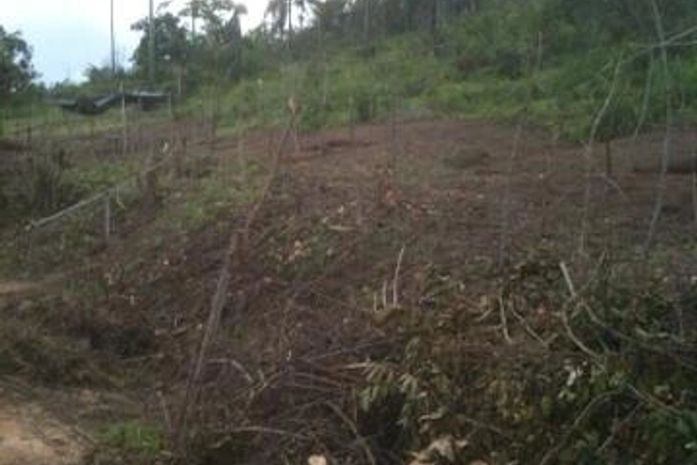 Crime ambiental: Mata Atlântica destruída em APA do Catolé-Fernão Velho