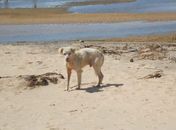 Cão está perdido em praia