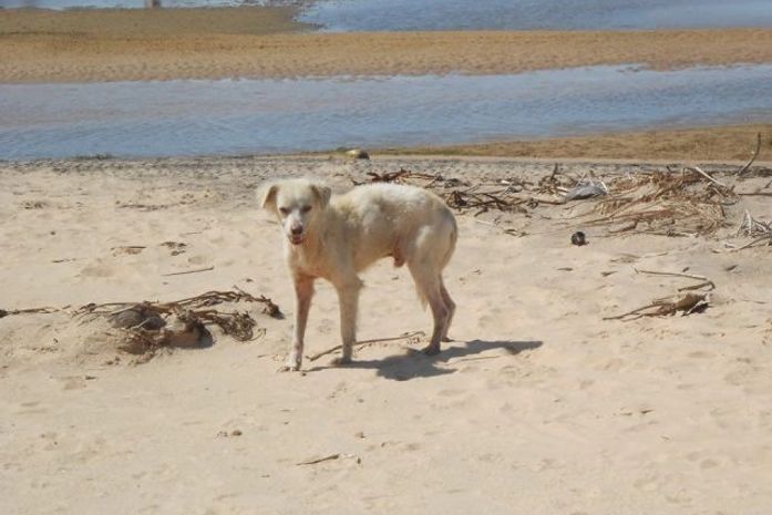Cão está perdido em praia