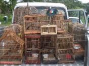 Batalhão Ambiental apreende 58 pássaros silvestres