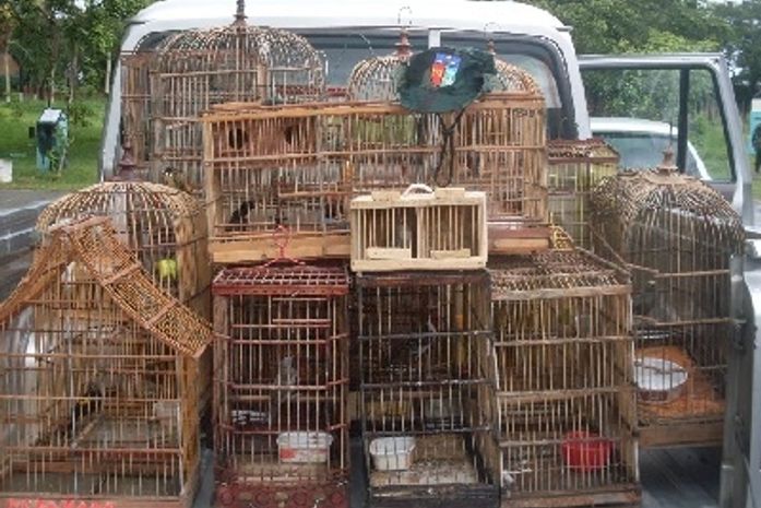Batalhão Ambiental apreende 58 pássaros silvestres