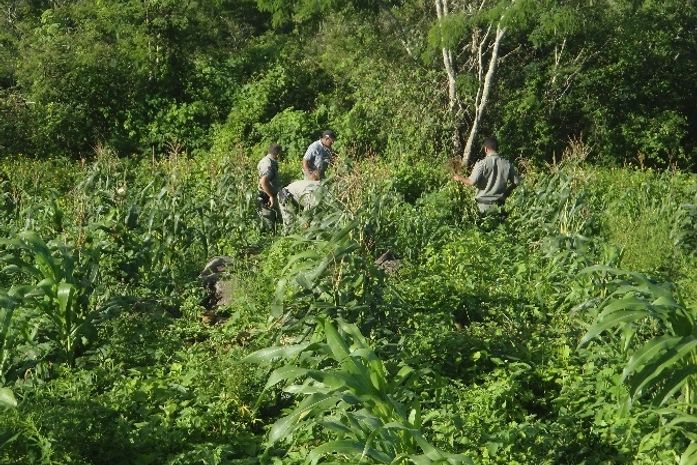 Operação resultou na apreensão de 920 pés de maconha