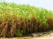 Setor sucroaalcoleiro pode fechar com dívida de R$ 50 milhões