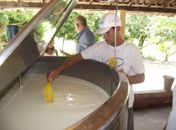 Parceria entre Prefeitura de Cajueiro e Governo beneficia 2 mil produtores de leitev