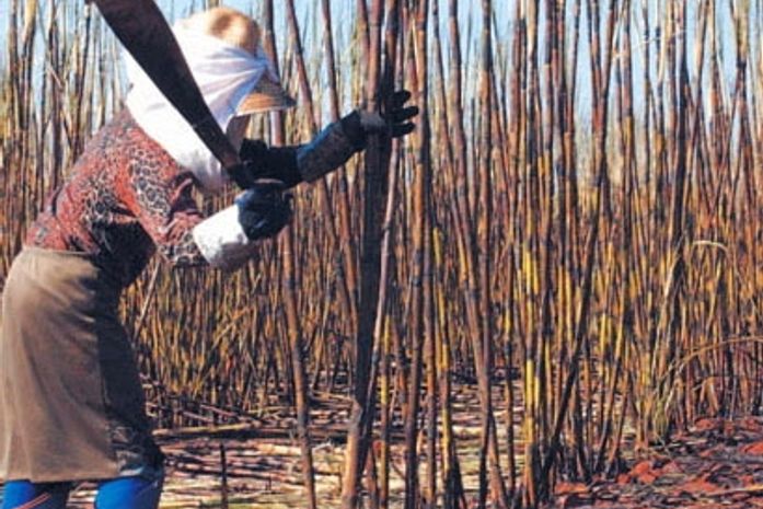 Dilma autoriza pagamento subsídio dos produtores de cana do Nordeste