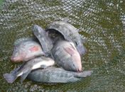 Poluição de lagoas e poucos investimentos afetam economia do pescado em Alagoas
