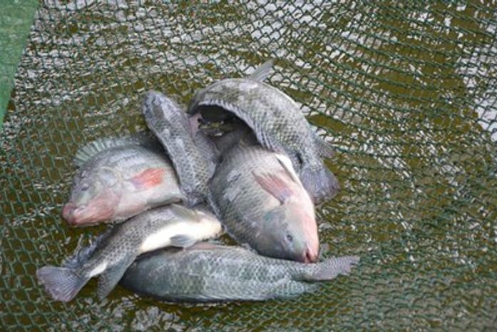 Poluição de lagoas e poucos investimentos afetam economia do pescado em Alagoas