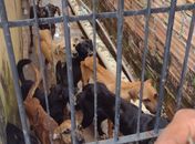 Resgate de animais