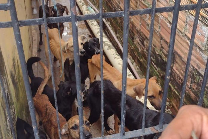 Resgate de animais