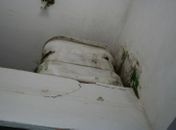 Mofo toma conta de paredes de delegacia