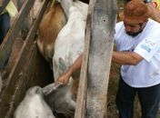 Anúncio oficial de Alagoas como zona livre de aftosa será sexta-feira