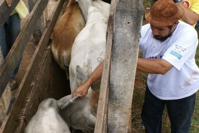 Anúncio oficial de Alagoas como zona livre de aftosa será sexta-feira