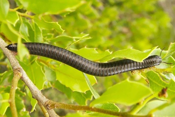 Infestação de milípedes causa acidente de trem na Austrália