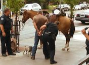 Homem é preso nos EUA ao ser flagrado andando bêbado a cavalo
