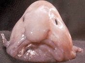 Peixe-bolha foi eleito em concurso britânico o animal mais feio. 