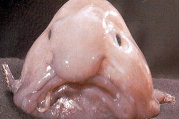 Peixe-bolha foi eleito em concurso britânico o animal mais feio.
