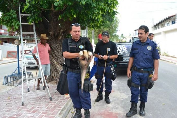 População encontra tamanduá em árvore na praia do Francês