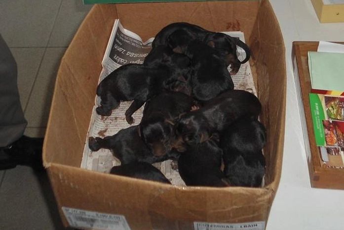 Os filhotes e a mãe deles foram entregues à Associação Encantadense de Defesa Animal (Aeda)
