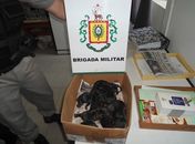 Filhotes foram resgatados após serem enterrados vivos 