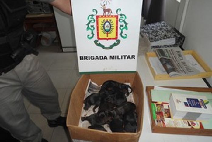 Filhotes foram resgatados após serem enterrados vivos