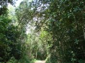 Estado e Ibama assinam acordo de cooperação para gestão da fauna