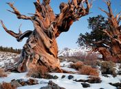 Dia da Árvore: conheça a mais velha, a maior e o mais antigo fóssil