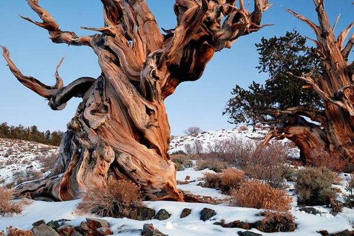 Dia da Árvore: conheça a mais velha, a maior e o mais antigo fóssil