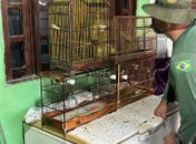Operação da Polícia Federal cumpre mandados contra acusados de traficar animais silvestres