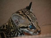 Filhote de jaguatirica é encontrado em loteamento na cidade de Marechal Deodoro