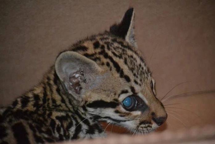 Filhote de jaguatirica é encontrado em loteamento na cidade de Marechal Deodoro